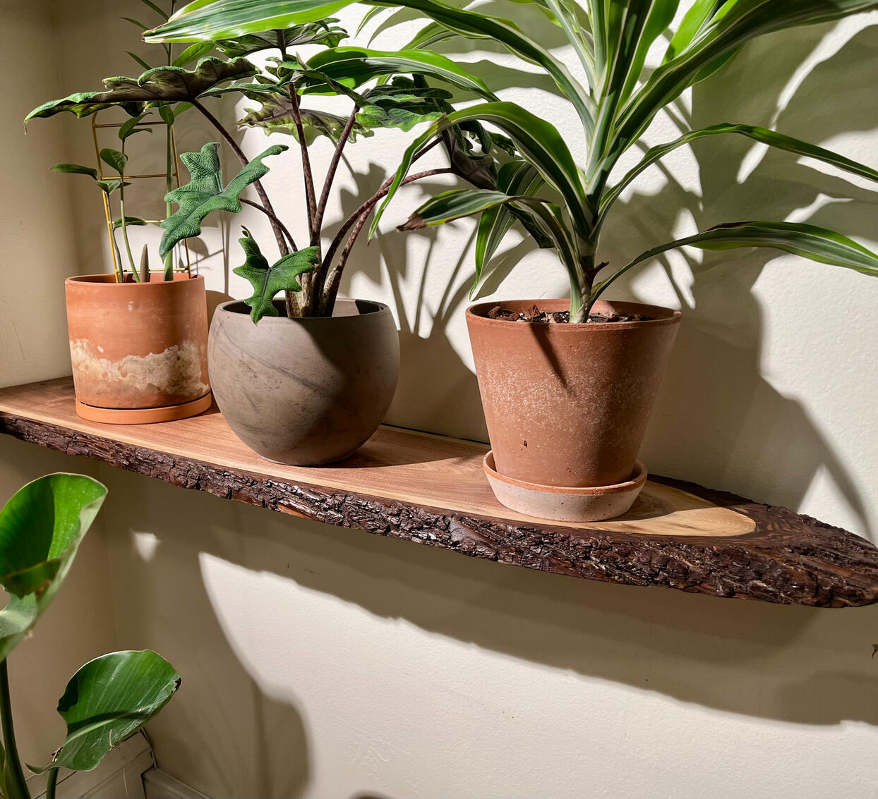 Walnut shelf with bark