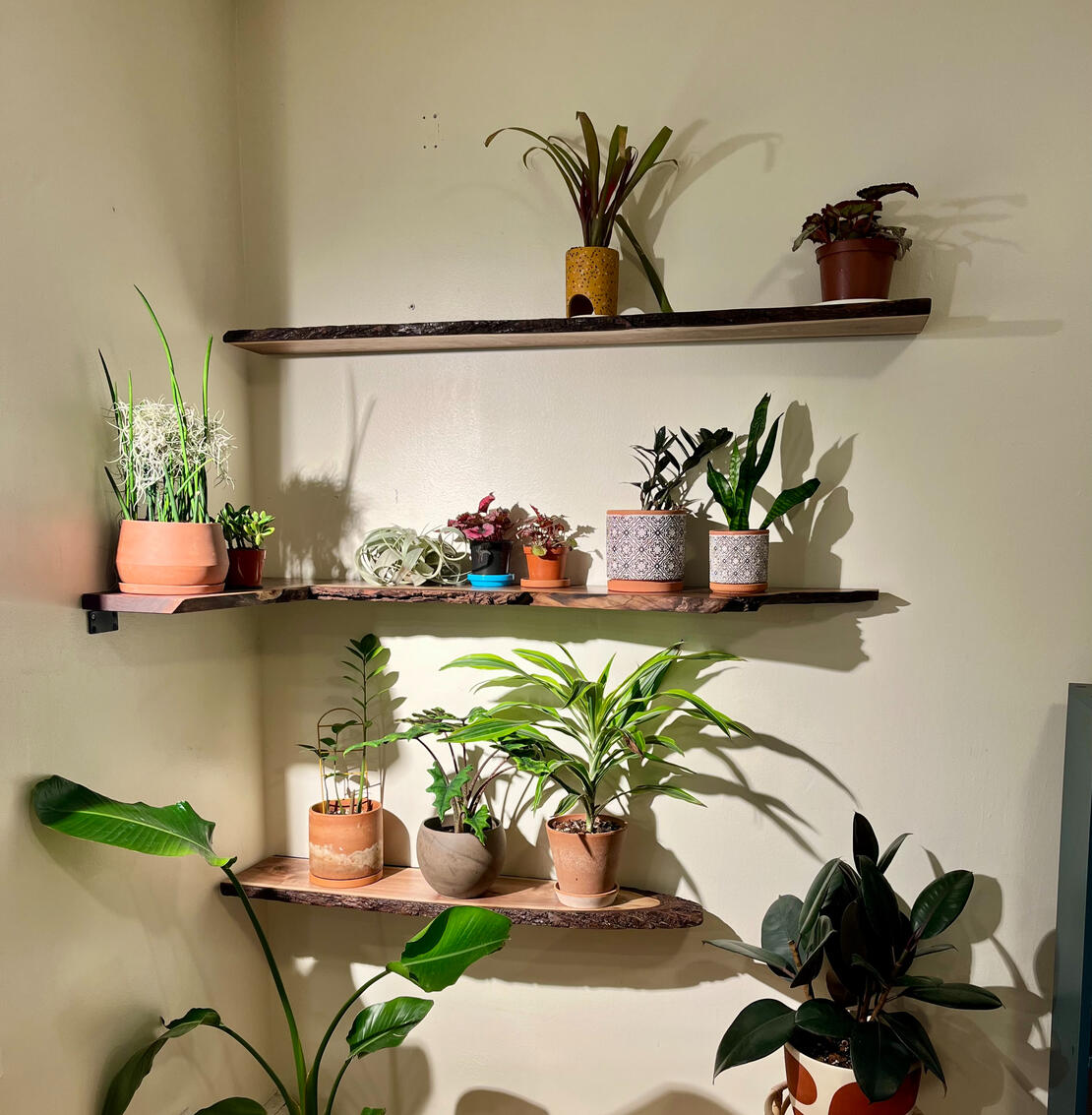 Walnut shelving